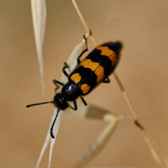 Mylabris variabilis