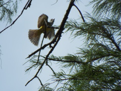 Tyrannus