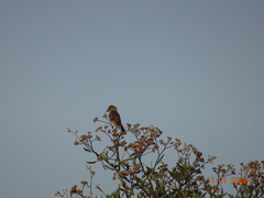 Myiophobus rufescens