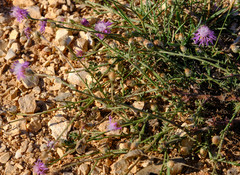 Centaurea spinosociliata