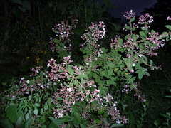 Heterocentron glandulosum