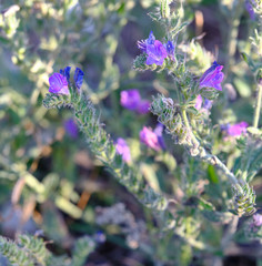 Echium vulgare pustulatum
