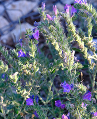 Echium vulgare pustulatum