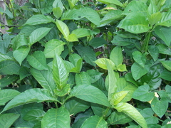 Odontonema