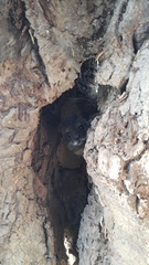 Dendrohyrax arboreus