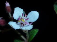 Heterocentron glandulosum