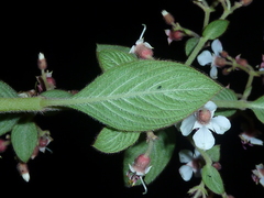 Heterocentron glandulosum