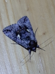 Syngrapha interrogationis