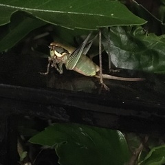 Eupholidoptera megastyla