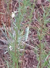 Papilio machaon bairdii