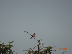 Zonotrichia capensis