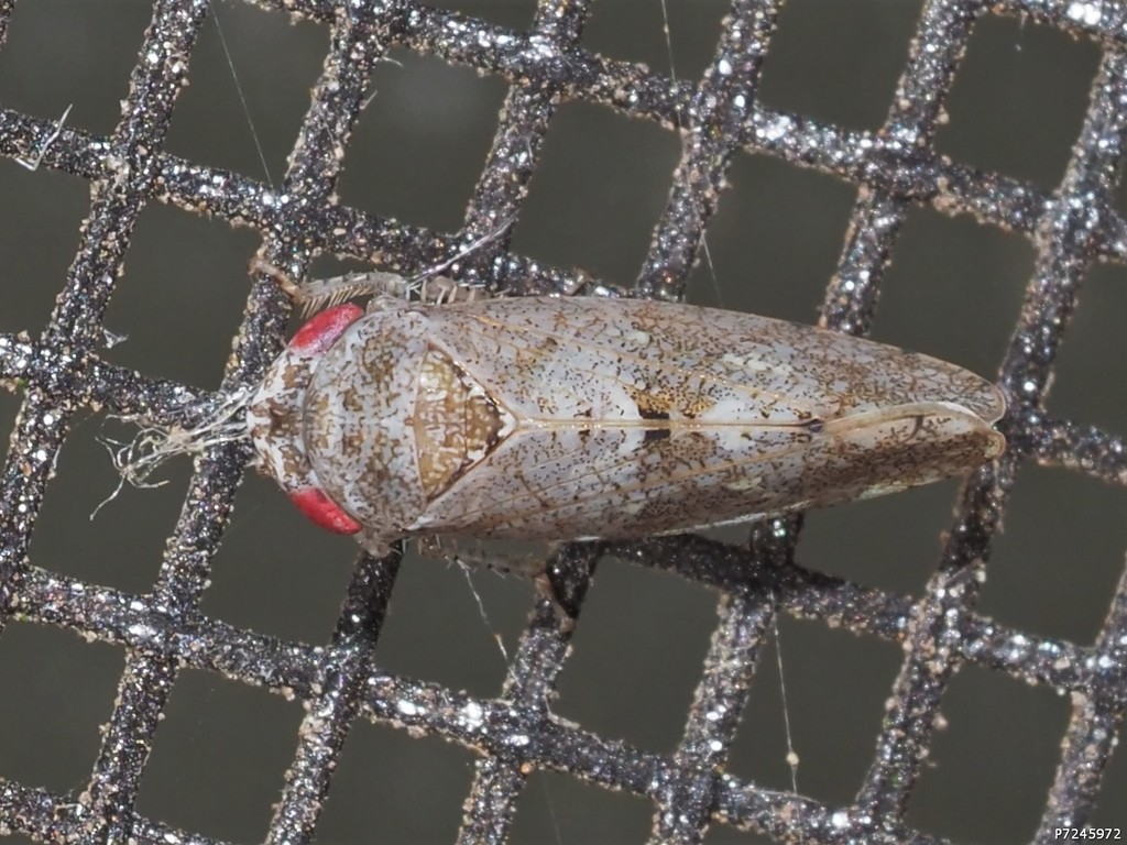 Pendarus avicephalus