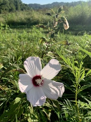 Hibiscus laevis