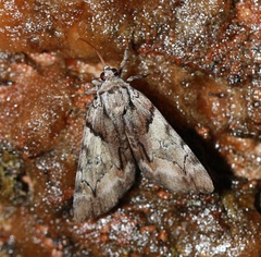 Catocala blandula