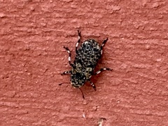 Euparius