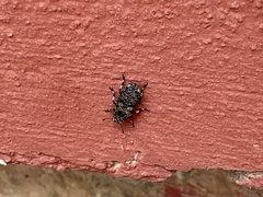 Euparius