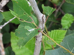 Himatolabus pubescens