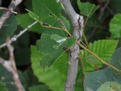Himatolabus pubescens