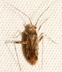 Phytocoris eximius