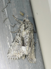 Eremobina leucoscelis