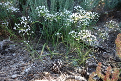 Allium subhirsutum