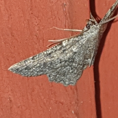 Gnophini