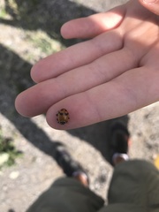 Hippodamia glacialis