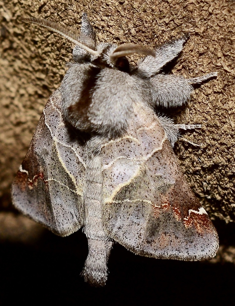 Apical Prominent