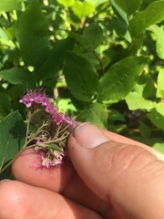 Spiraea splendens