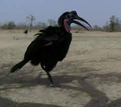Bucorvus abyssinicus