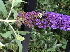 Bombus griseocollis