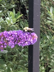Bombus griseocollis