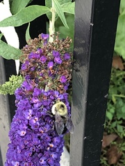 Bombus griseocollis