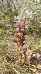 Phelipanche arenaria