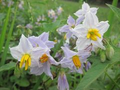 Solanum carolinense
