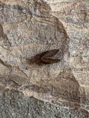 Plagiomimicus spumosum