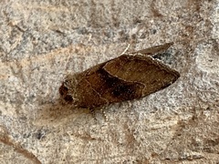 Plagiomimicus spumosum