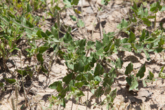 Matelea cynanchoides