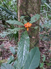 Pittosporum rubiginosum