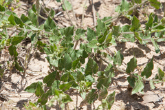 Matelea cynanchoides