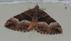 Chrysolarentia lucidulata