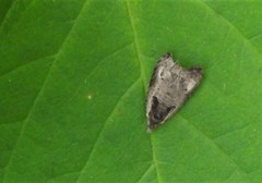 Olethreutes inornatana