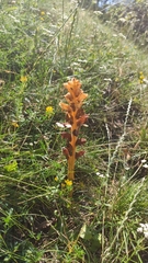 Orobanche lucorum