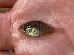 Enneacanthus gloriosus