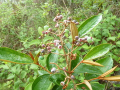 Miconia albicans