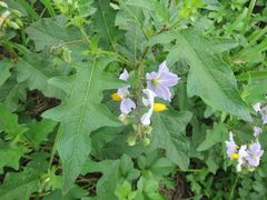 Solanum carolinense