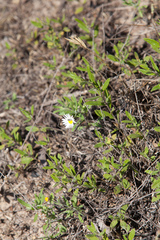 Aphanostephus ramosissimus