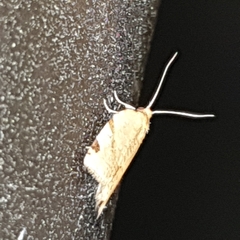 Paramesia gnomana