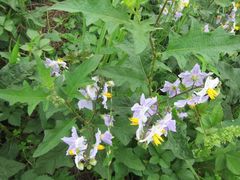 Solanum carolinense