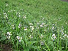Solanum carolinense